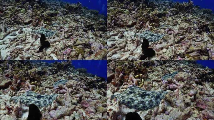 在南太平洋中部法属波利尼西亚的法卡拉瓦礁环礁上游泳的孔雀比目鱼