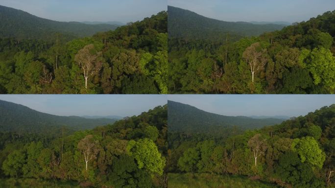 在热带雨林中部的稀树草原鸟瞰图-库存视频