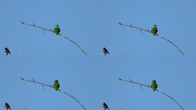 细小竹枝上的蓝喉拟啄木鸟