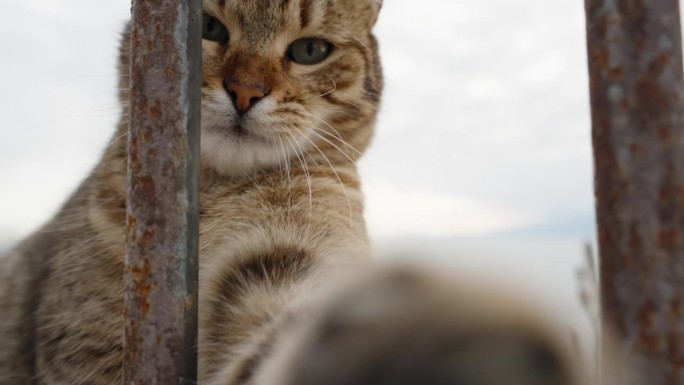街上流浪的猫正试图用爪子穿过栅栏来接近我。特写镜头，慢动作。从高处俯瞰大海。
