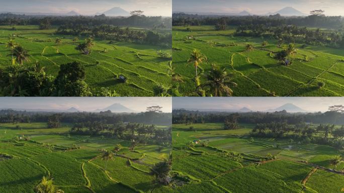 空中拍摄的巴厘岛乌布的水稻梯田，远处可见火山。巴厘岛壮丽的自然风光——日落时的绿色稻田和棕榈树