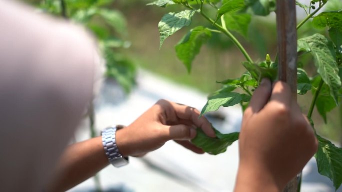 印度尼西亚日惹辣椒农场的叶蝉害虫检查