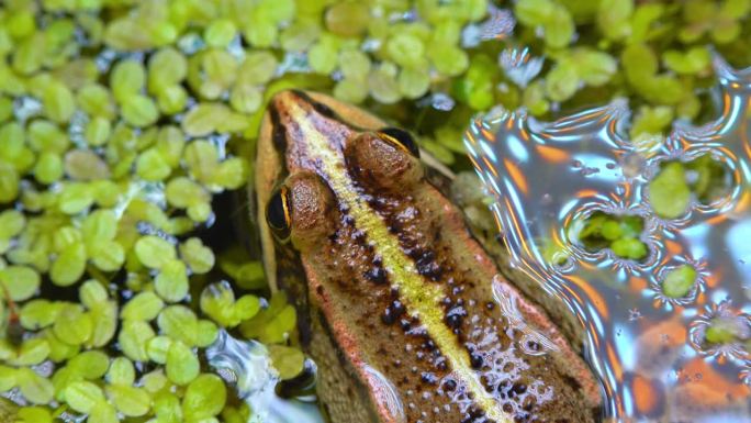 沼泽蛙(Pelophylax ridibundus)，蛙在水中浮萍之间