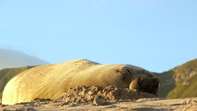 南象海豹在海滩上扭动身体，试图舒适地休息