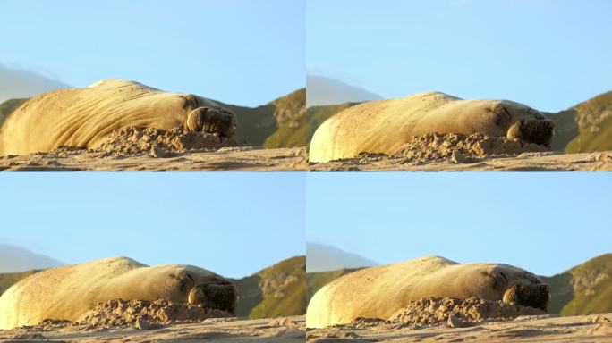 南象海豹在海滩上扭动身体，试图舒适地休息