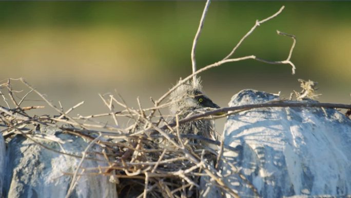 美丽的雏鸟灰鹭(Ardea cinerea)在巢中等待母亲喂养它们