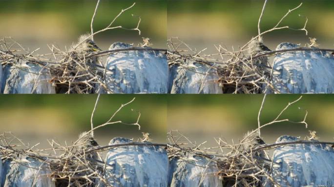 美丽的雏鸟灰鹭(Ardea cinerea)在巢中等待母亲喂养它们