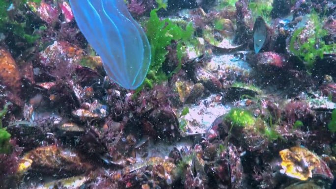 栉水母，掠食性梳状水母，入侵黑海，水母贝罗卵形，吞食海鞘