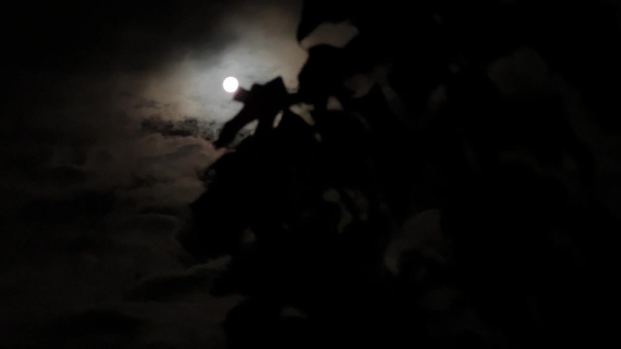 诡异的满月带着光环，树叶后面有云