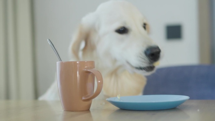 一只无礼的金毛猎犬从餐桌上的盘子里偷食物。还没有主人舔食物