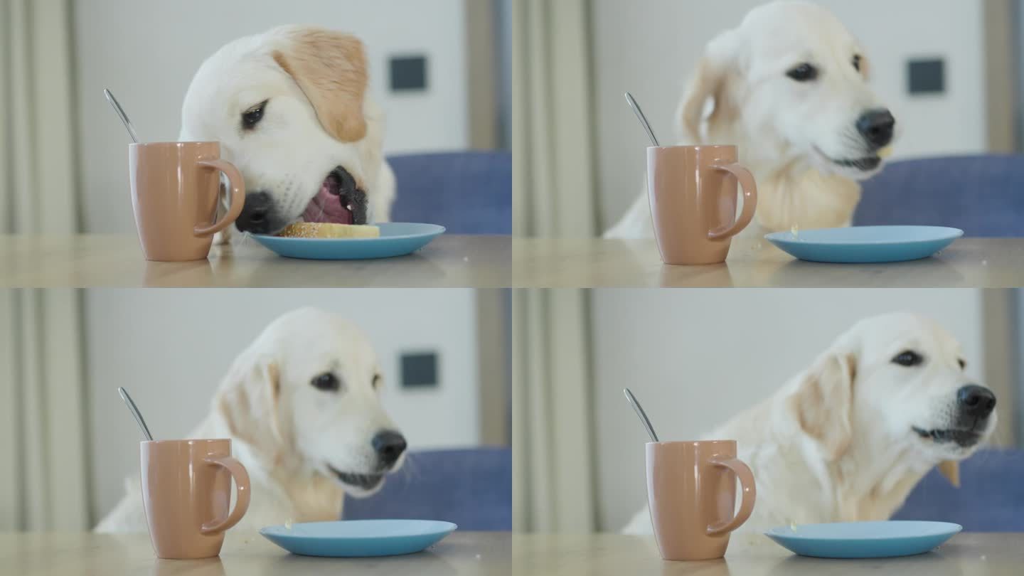 一只无礼的金毛猎犬从餐桌上的盘子里偷食物。还没有主人舔食物