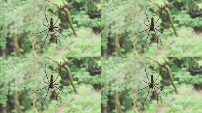 泰国，蜘蛛在模糊的绿色自然背景和阳光下的蜘蛛网上