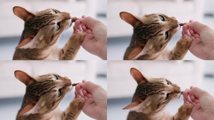 喂猫，猫从女孩手里吃东西
