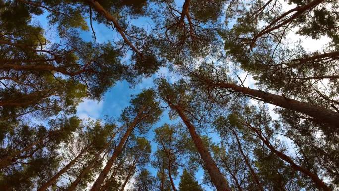 从蓝色多云的天空背景下瞥见高大的松树。自底向上视图分支摄像机顺时针旋转