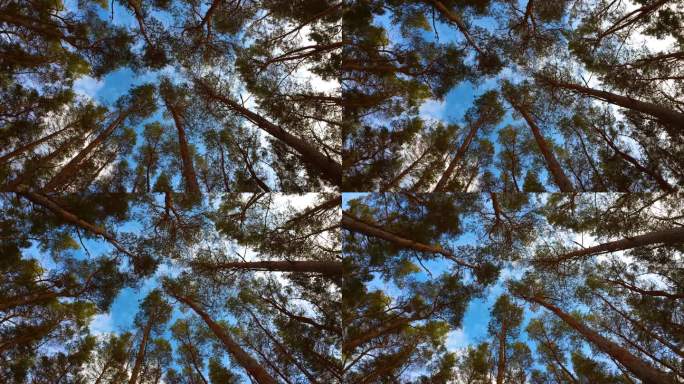 从蓝色多云的天空背景下瞥见高大的松树。自底向上视图分支摄像机顺时针旋转