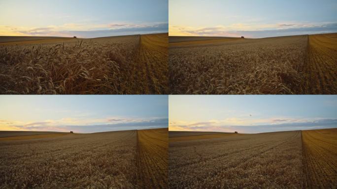 SLO MO起重机拍摄成熟的麦田在晴朗的日子/多云的天空