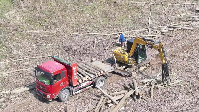 伐木场装运木头