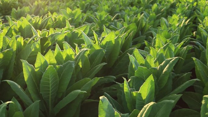 农村烟草种植园郁郁葱葱的烟叶田在农村的心脏，烟草农业在一个国家的田野，烟叶树，卷烟产品从烟草。