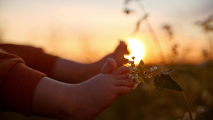 SLO - MO手持式低剖面拍摄，日落时分，小男孩用脚在天空中触碰开花植物