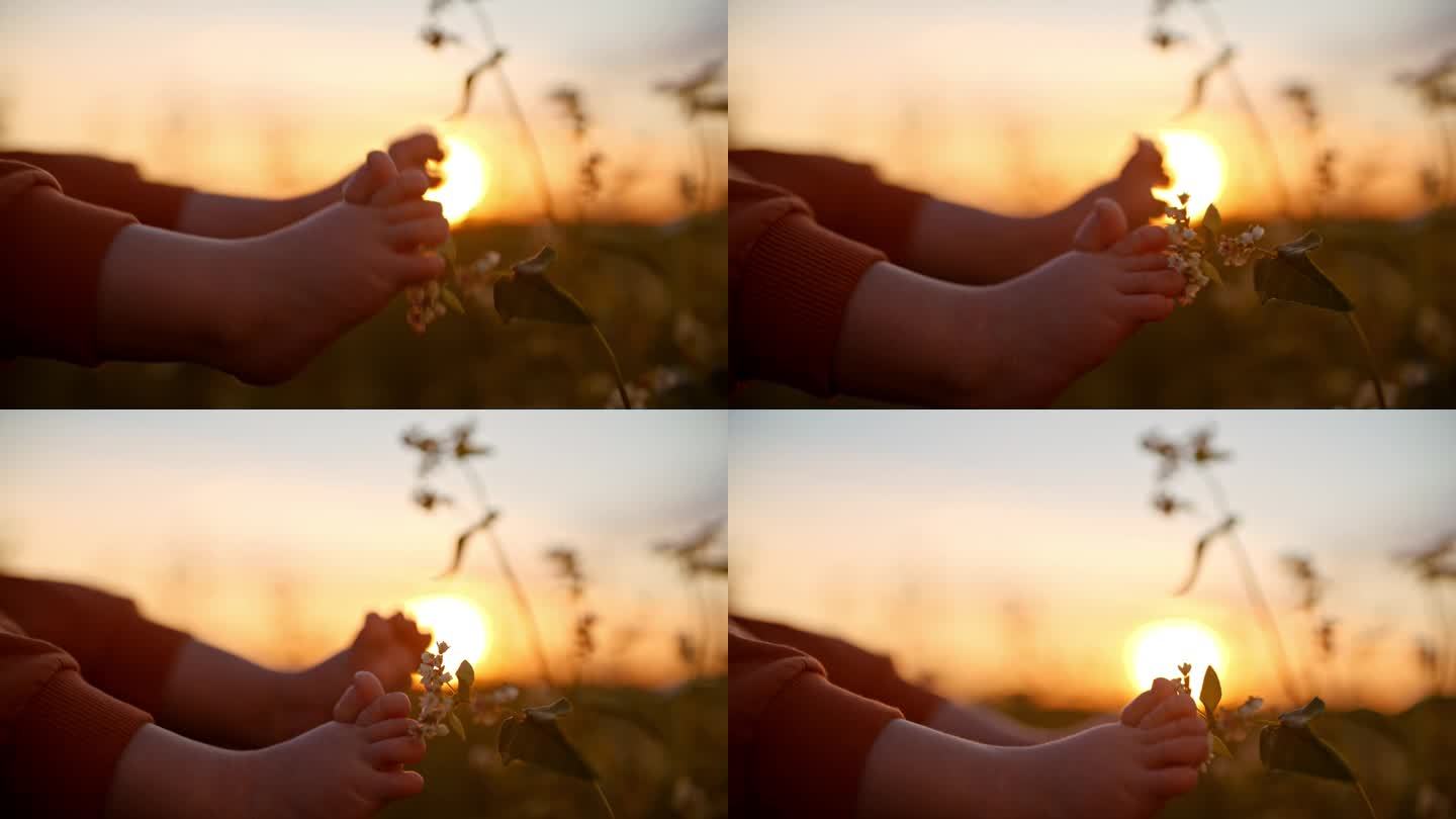 SLO - MO手持式低剖面拍摄，日落时分，小男孩用脚在天空中触碰开花植物