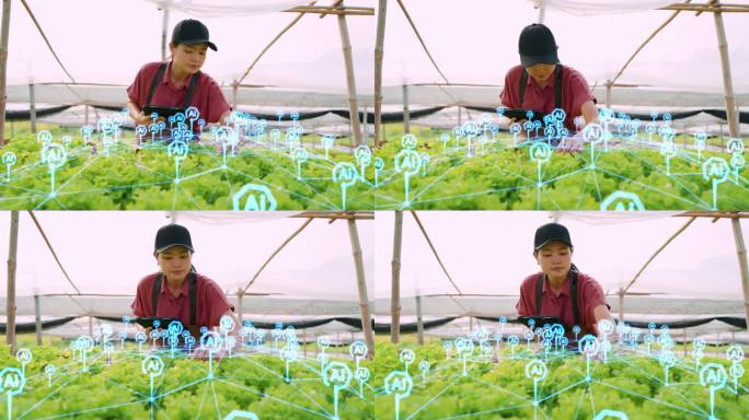 利用尖端的人工智能技术，这位女性农学家在受控的温室环境中种植蔬菜。