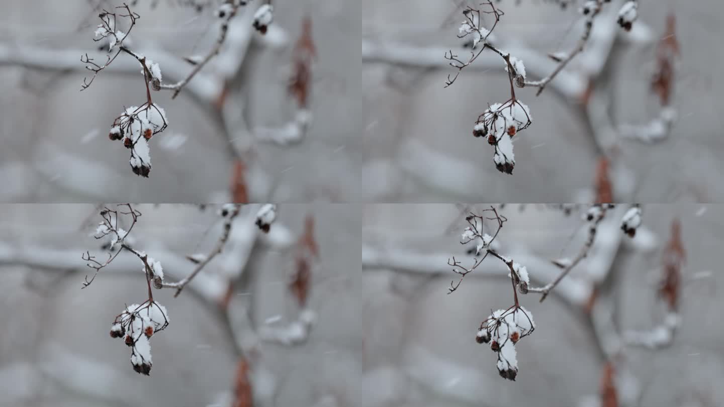 降雪背景下的树枝。片片雪花飘落在冬日的风景中。