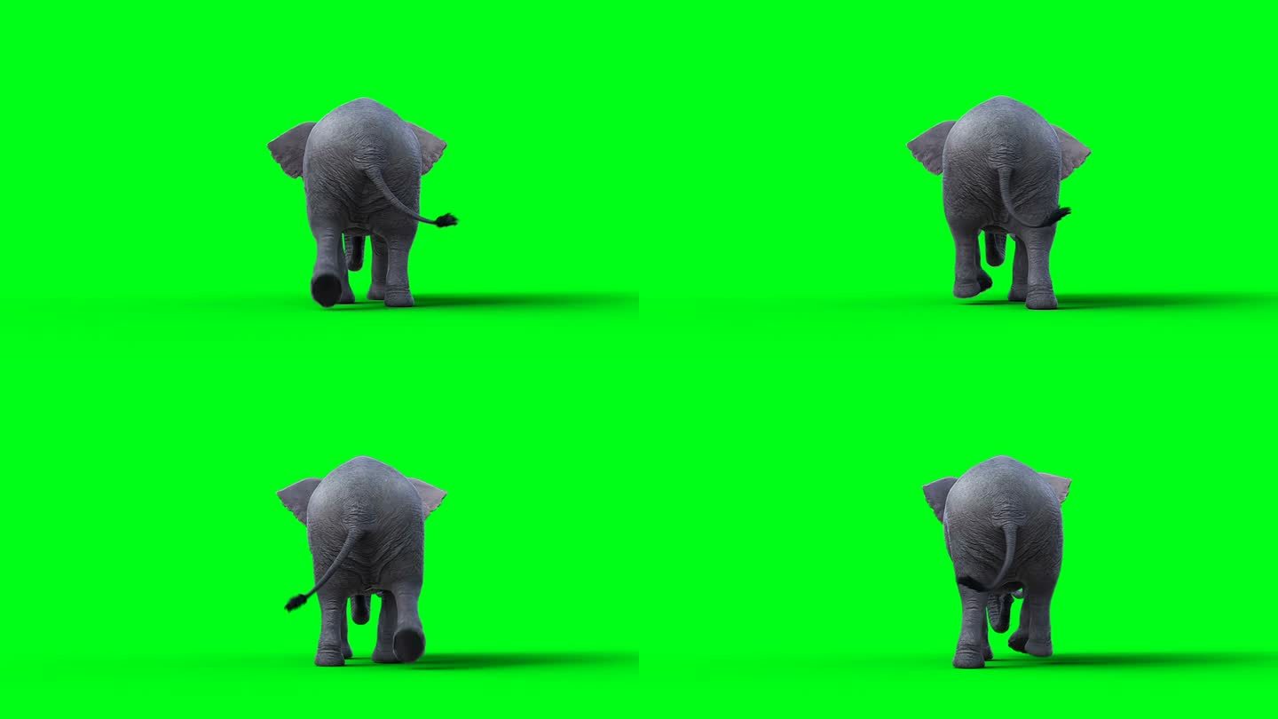非洲象走路。绿屏全高清。