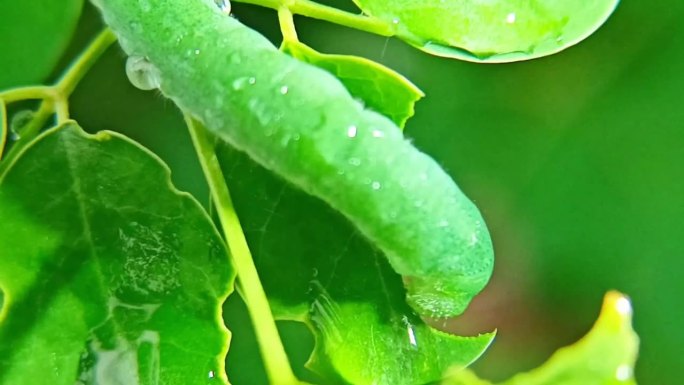 野生绿毛虫在变态期前吃树叶为蛹做准备
