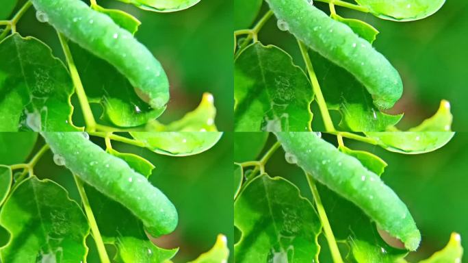 野生绿毛虫在变态期前吃树叶为蛹做准备