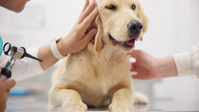 狗的服务，耳朵和兽医与耳镜的问题，听力检查或护理。医院、医生和一名妇女带着设备检查或测试动物的耳膜，