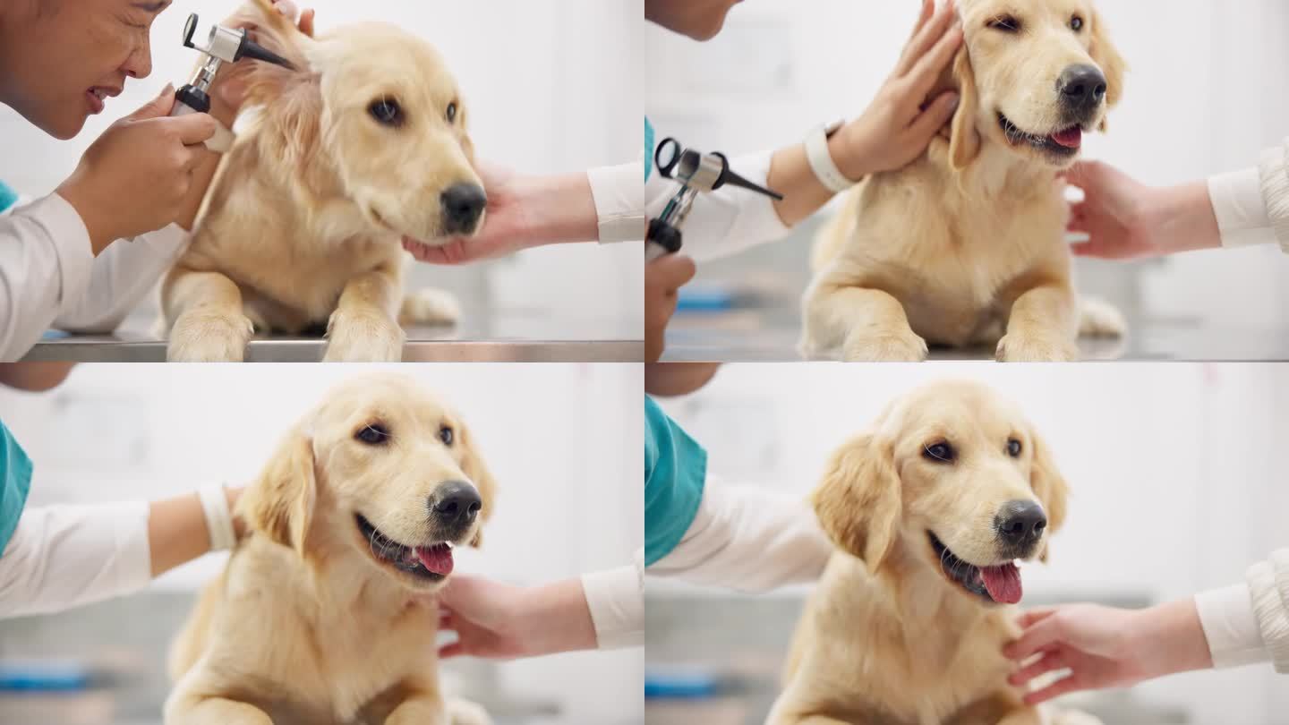 狗的服务，耳朵和兽医与耳镜的问题，听力检查或护理。医院、医生和一名妇女带着设备检查或测试动物的耳膜，