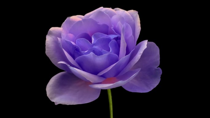 Amazing blue Rose flower background. Wedding backd