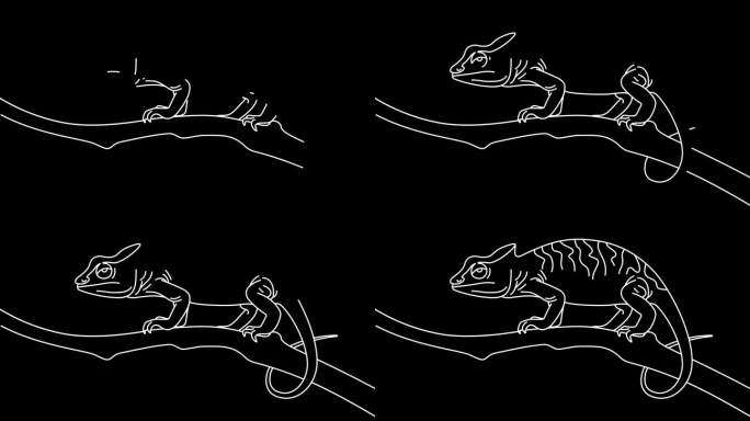 变色龙沿着树枝爬行的图形动画。阿尔法通道。可爱的蜥蜴在透明的背景运动设计。4 k的决议