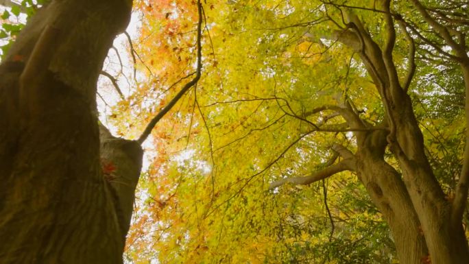 秋山，秋叶铺展从风而靡叹为观止丰富多彩
