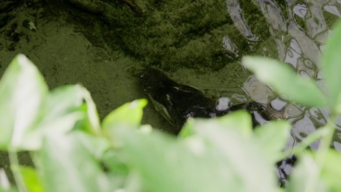 鳄鱼在水下静止不动