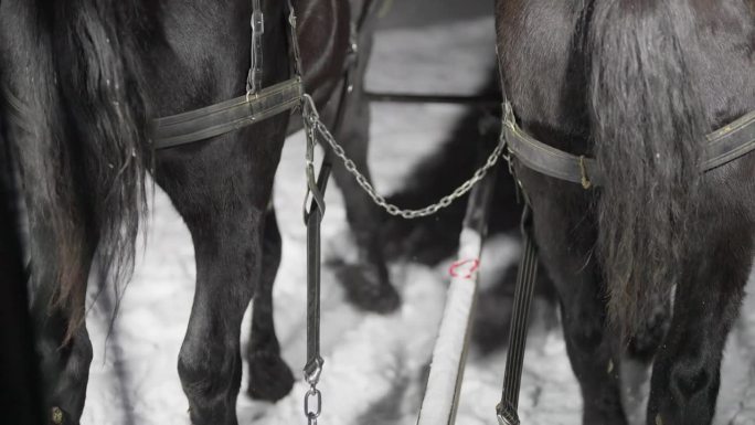 后景，在寒冷的冬夜，有马车的马在雪地上移动。慢动作