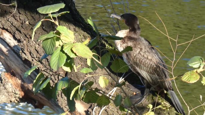 大鸬鹚，长肢鸬鹚。近距离拍摄的肖像。大鸬鹚，Phalacrocorax carbo，被称为大黑鸬鹚，