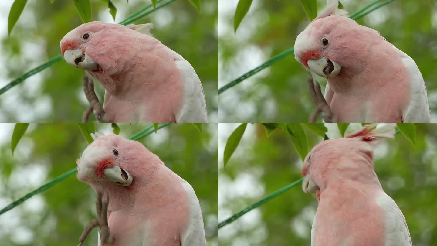 少校米切尔的凤头鹦鹉，粉红色的凤头鹦鹉，在树上发现的仙人掌，用脚抓它的脖子羽毛，梳理它的鲑鱼粉红色的