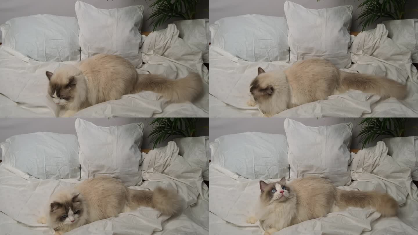 白色床单上的布娃娃猫。