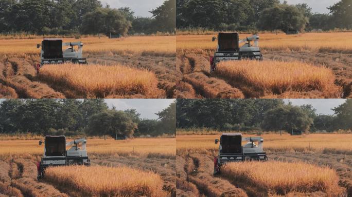 在稻田里工作的自动收割机