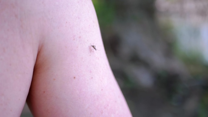 在模糊的自然背景下的树林里，蚊子在手上吸血