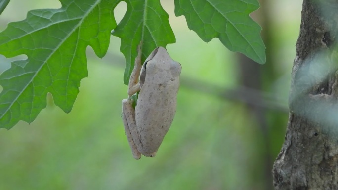 跳蛙在树叶上放松。