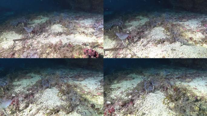 水下深处——小海虫靠近相机