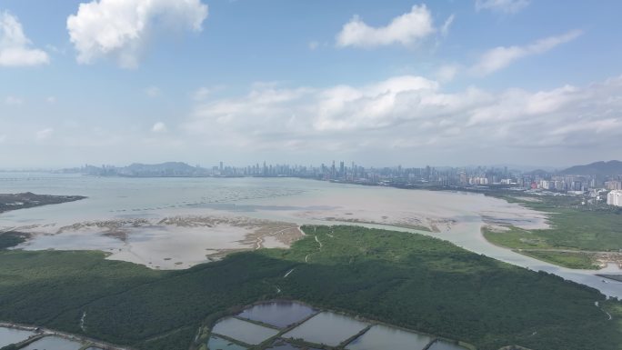 深圳湾全景红树林湿地南山城市天际线航拍