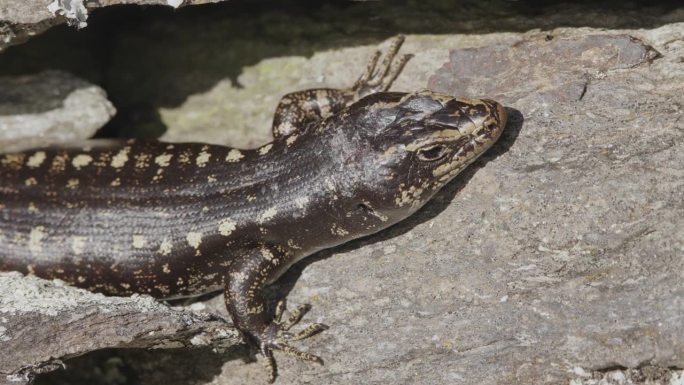 稀有的奥塔哥蜥蜴，新西兰奥塔哥中部的濒危物种。特写镜头