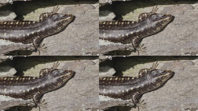 稀有的奥塔哥蜥蜴，新西兰奥塔哥中部的濒危物种。特写镜头