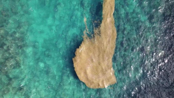 瓜德罗普岛Grande- terre的Grande Vigie角的绿松石水面上的马尾藻棕色巨藻。空中