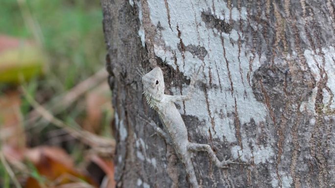 灰色东方花园蜥蜴(Calotes Versicolor)，东部普通印度花园蜥蜴，吸血或变色蜥蜴爬树干