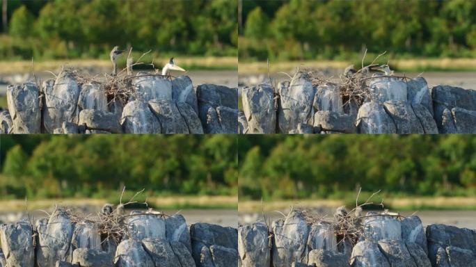 雏鸟灰鹭(Ardea cinerea)从野生鸟窝中的蛋中孵化出来。一只灰苍鹭雏的诞生