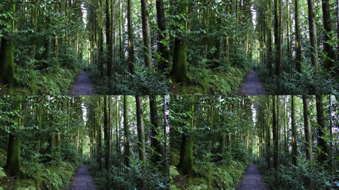 一个宁静的森林场景，有一条小路，高大的树木和丰富的绿叶。缩小